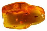 Detailed Fossil Spider, Springtail and Flies in Baltic Amber #163473-4